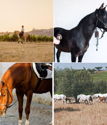 Cavalo puro-sangue lusitano: a joia do Alentejo