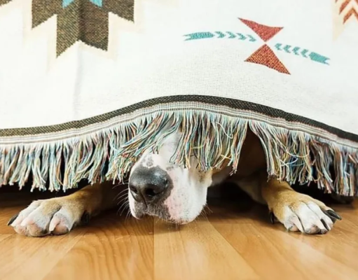 O impacto oculto dos fogos na saúde dos animais
