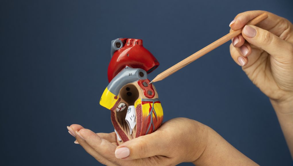 person-holding-anatomic-heart-model-educational-purpose (1)