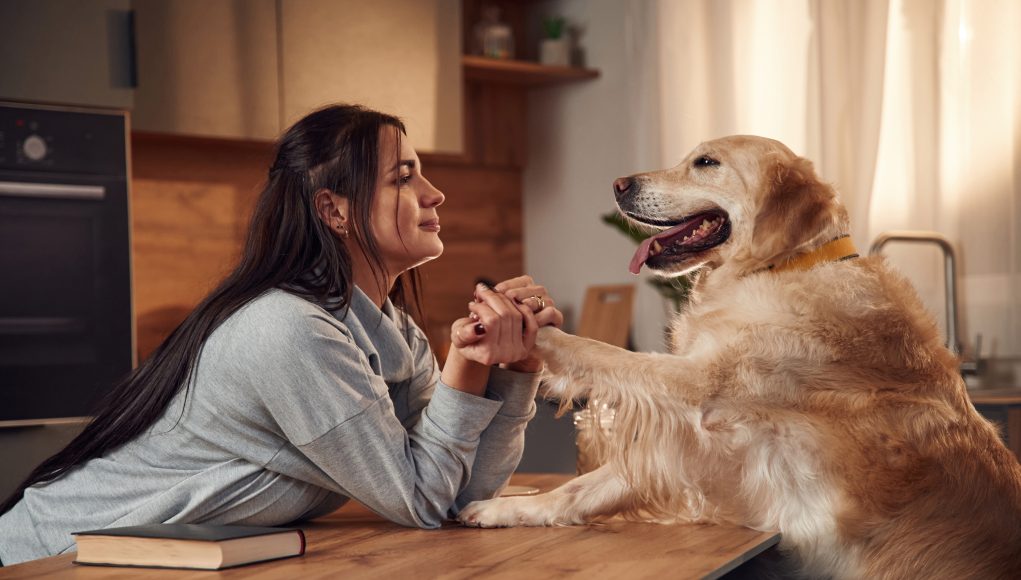 Side view. Sitting by the table together. Woman is with golden retriever dog at home