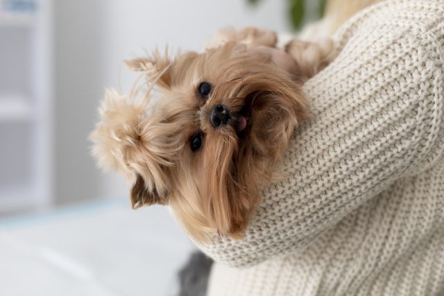 cute-dog-consultation