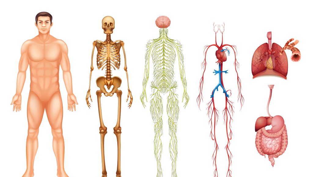 Human body systems