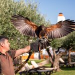 Experiência Falcoaria “Voar Ave à Luva” – crédito Alter Real