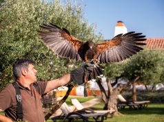 Como vivenciar a falcoaria em viagem ao Alentejo