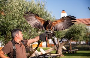 Como vivenciar a falcoaria em viagem ao Alentejo