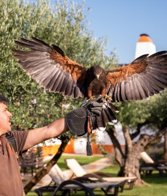 Como vivenciar a falcoaria em viagem ao Alentejo