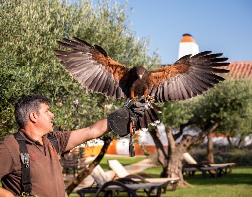 Como vivenciar a falcoaria em viagem ao Alentejo