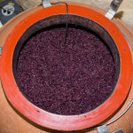 fermentation of wine in wooden barrels with the cellar master