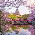Cherry blossoms and castle in Himeji, Japan.