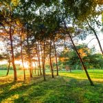 Late summer, autumn sunset in a park
