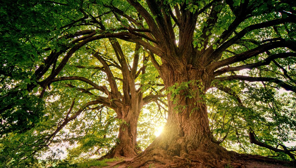 two brown trees