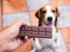 Intoxicação por Chocolate: como agir e proteger cães e gatos