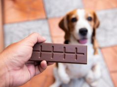 Intoxicação por Chocolate: como agir e proteger cães e gatos