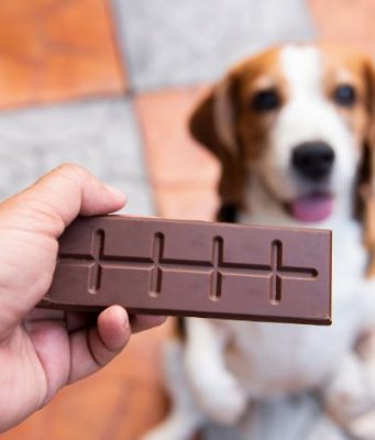 Intoxicação por Chocolate: como agir e proteger cães e gatos