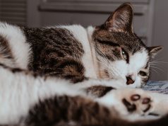 Gato castrado: entenda as mudanças no metabolismo e na alimentação