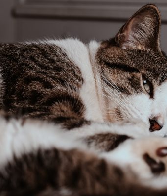 Gato castrado: entenda as mudanças no metabolismo e na alimentação