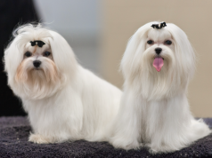 Albinismo em Cães: conheça a condição genética da cadela da novela