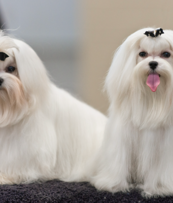 Albinismo em Cães: conheça a condição genética da cadela da novela